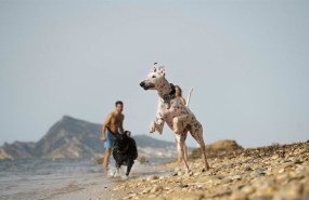 ep archivo   la demanda de destinos dog friendly crece mientras las familias viajan cada vez mas con