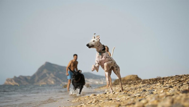 ep archivo   la demanda de destinos dog friendly crece mientras las familias viajan cada vez mas con