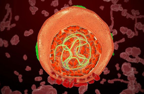 ep ciclovidavirusla hepatitis c
