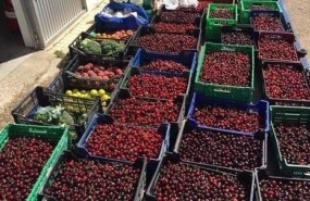 ep fruta intervenida