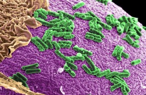 ep microbiota intestinal