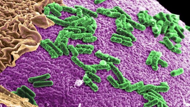 ep microbiota intestinal