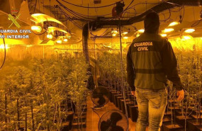 ep plantacion de marihuana decomisada en torrijos