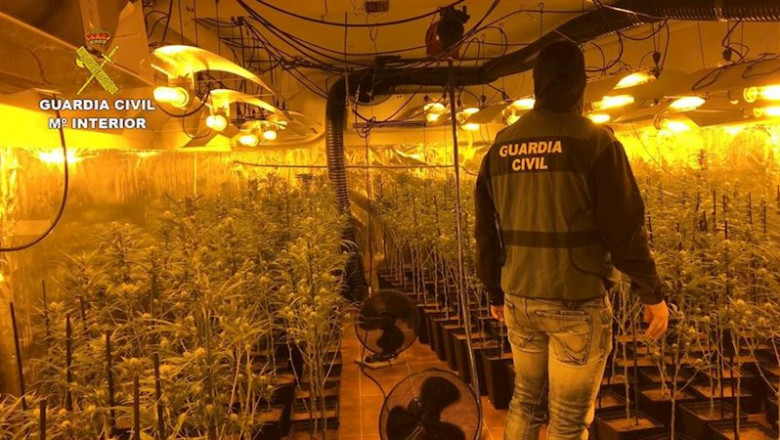 ep plantacion de marihuana decomisada en torrijos ep plantacion de marihuana decomisada en torrijos