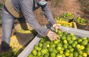 ep recogida de limon en campo proveedor murciano tana