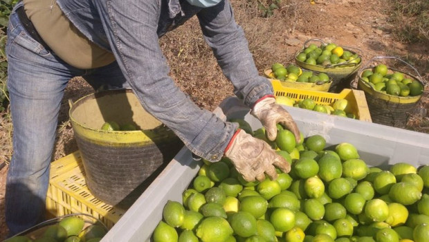 ep recogida de limon en campo proveedor murciano tana