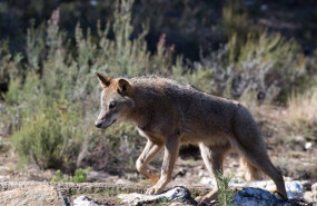 ep un lobo iberico del centro del lobo iberico en localidad de robledo de sanabria en zamora