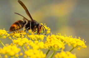 1619426032 avispa asi tica