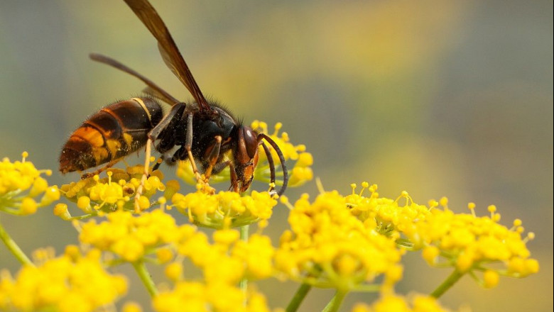 1619426032 avispa asi tica