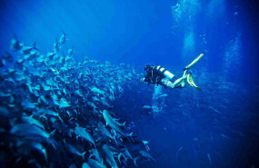 buceo en los cabos