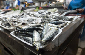 ep archivo   sardinas en las pescaderias de la praza de lugo a 22 de junio de 2023 en a coruna