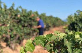 ep cs pide a la comision y a planas mas flexibilidad en los controles de vinos riojanos de