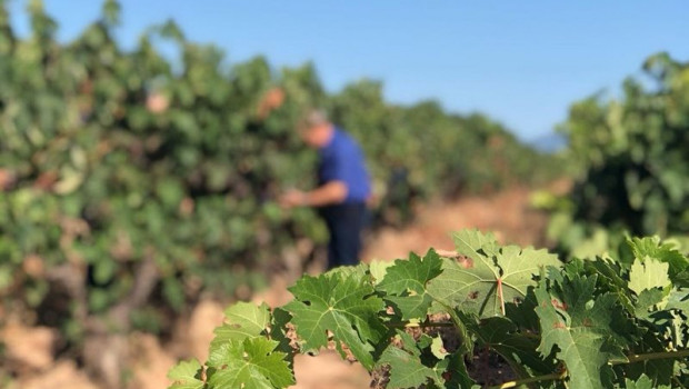 ep cs pide a la comision y a planas mas flexibilidad en los controles de vinos riojanos de
