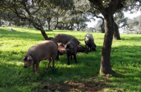 ep ejemplares de cerdo iberico