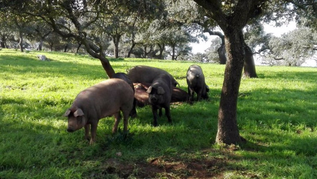 ep ejemplares de cerdo iberico