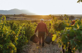 ep el consejo regulador de la doca rioja aprueba las normas de campana para la proxima vendimia