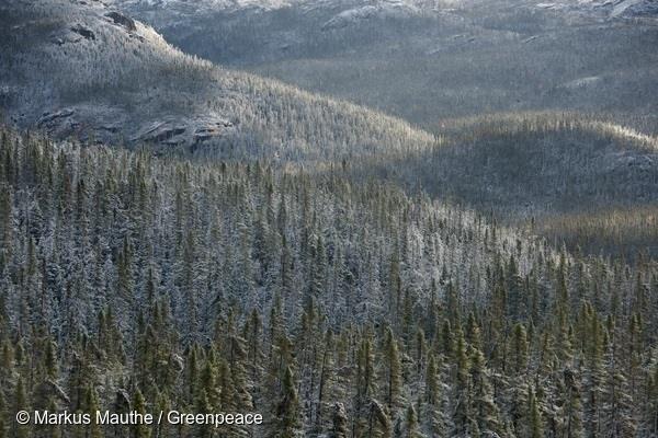 Gran Bosque boreal, la taiga rusa que almacena grandes cantidades de CO2 | MARKUS MAUTHE PARA GREENPECE ep gran bosque boreal la taiga rusaalmacena grandes cantidadesco2