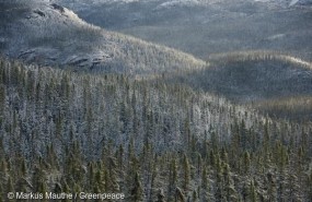 ep gran bosque boreal la taiga rusaalmacena grandes cantidadesco2
