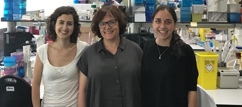 ep investigadores espanoles proponenirak4una nueva diana terapeuticala leucemia linfatica aguda