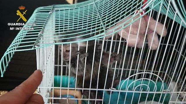 Investigan la venta ilegal de primates sin control sanitario | GUARDIA CIVIL ep investiganventa ilegalprimatescontrol sanitario