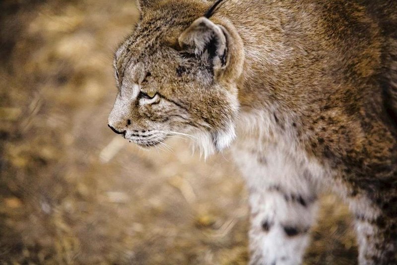 ep lince iberico en una imagen de archivo