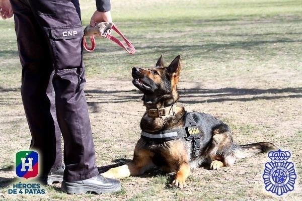 Perro policía de trabajo. | HÉROES DE CUATRO PATAS/POLICÍA NACIONAL ep perro policiatrabajo