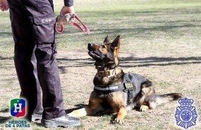 ep perro policiatrabajo