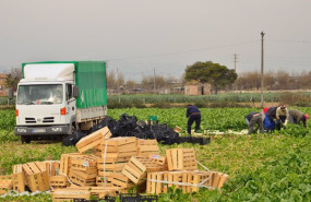 ep ugt fica exige al gobierno medidas de proteccion para los trabajadores agrarios ep ugt fica exige al gobierno medidas de proteccion para los trabajadores agrarios