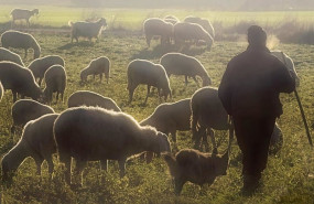 ep union de uniones alerta de la caida del 75 en la leche de cabra y del 55 en la de oveja