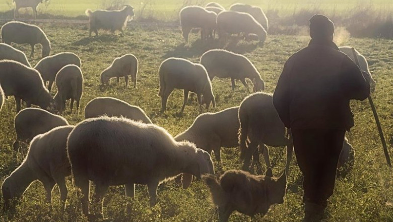 Unión de Uniones alerta de la caída del 7,5% en la leche de cabra y del 5,5% en la de oveja. | UNIÓN DE UNIONES DE AGRICULTORES Y GANADEROS ep union de uniones alerta de la caida del 75 en la leche de cabra y del 55 en la de oveja