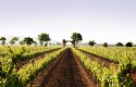 ep vinedosbaronley ep vinedosbaronley