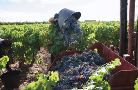 ep archivo   un vendimiador recoge uvas para la temporada de vendimia 2021