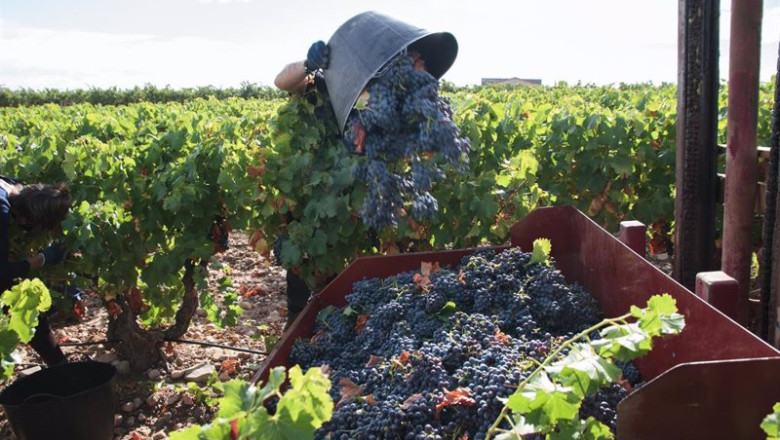 Archivo - Un vendimiador recoge uvas para la temporada de vendimia 2021 | Alberto Ruiz - Europa Press - Archivo ep archivo un vendimiador recoge uvas para la temporada de vendimia 2021