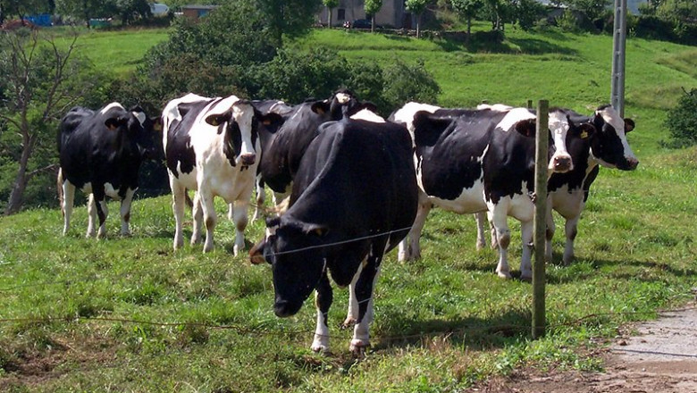 Archivo - Vacas | GOBIERNO DE CANTABRIA - Archivo ep archivo vacas 20211221120304