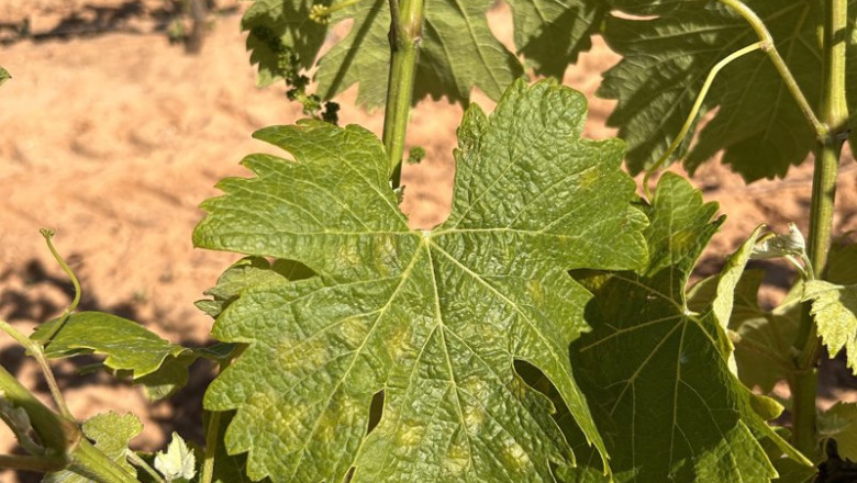 ep hoja de vid afectada por el mildium realizada el pasado mes de abril en una inspeccion tecnica ep hoja de vid afectada por el mildium realizada el pasado mes de abril en una inspeccion tecnica