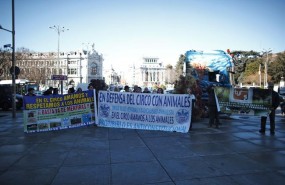 ep manifestacionintegrantescircosanimalesmadridevitarpro