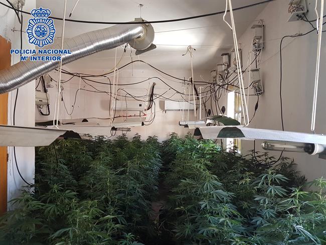 Una de las plantaciones de marihuana desmanteladas | CNP ep unalas plantacionesmarihuana desmanteladas