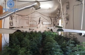ep unalas plantacionesmarihuana desmanteladas