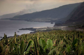 ep varias plataneras en fuencaliente en la palma