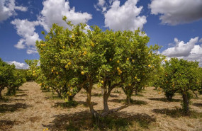 ep archivo   limones en un limonero de un campo cerca del pueblo de maria la salut