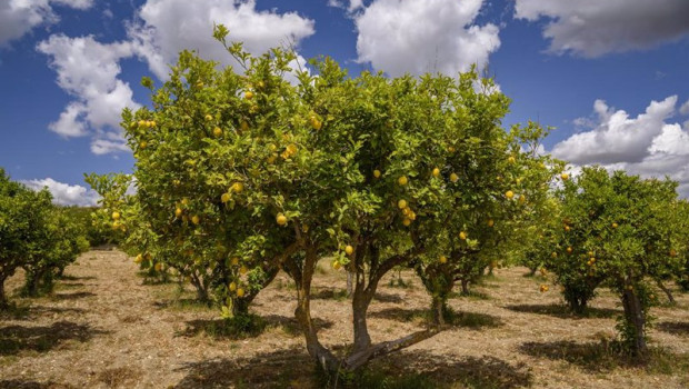 ep archivo   limones en un limonero de un campo cerca del pueblo de maria la salut