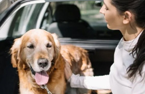 ep archivo   perro en un coche