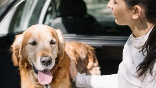 ep archivo   perro en un coche