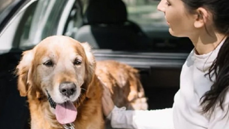 ep archivo   perro en un coche