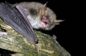 ep ejemplarmurcielago ratonero criptico myotis crypticus