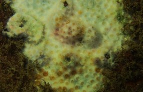 ep oculina patagonica