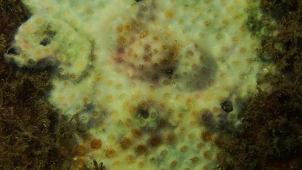ep oculina patagonica