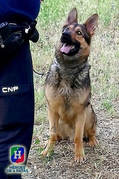Perro Policía | 'HÉROES 4 PATAS' ep perro policia