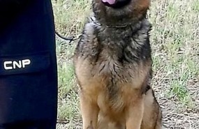 ep perro policia