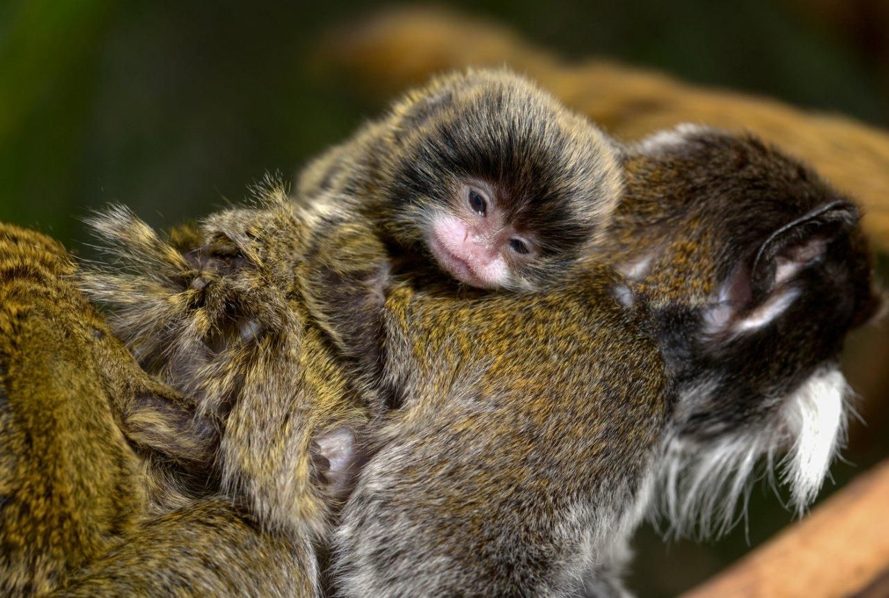 1566570417 cria titi emperador loro parque 2 1566570417 cria titi emperador loro parque 2